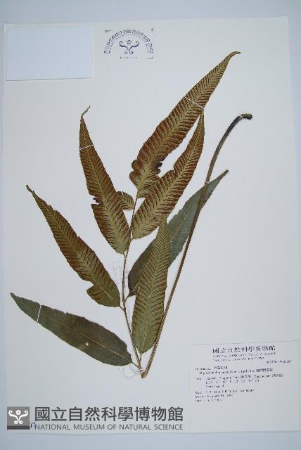 細柄雙蓋蕨藏品圖，第1張