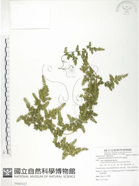 海金沙藏品圖，第1張