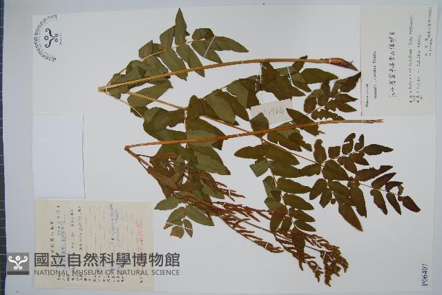 紫萁藏品圖，第1張