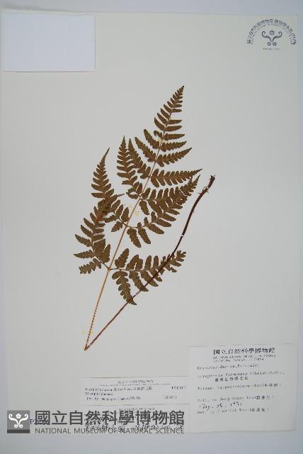 長葉鱗毛蕨藏品圖，第1張