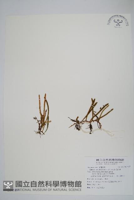 絨毛石葦藏品圖，第1張