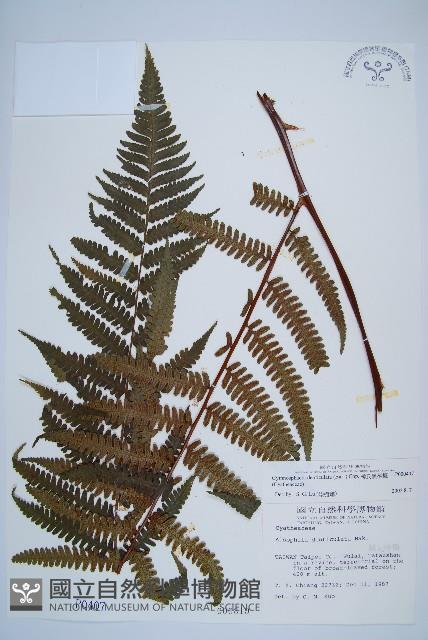 韓氏黑桫欏藏品圖，第1張