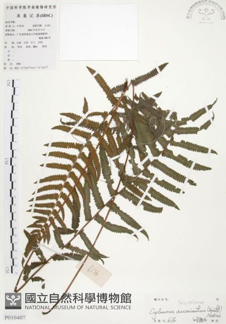 毛蕨藏品圖，第1張