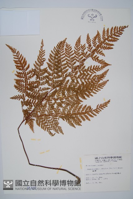 碗蕨藏品圖，第1張