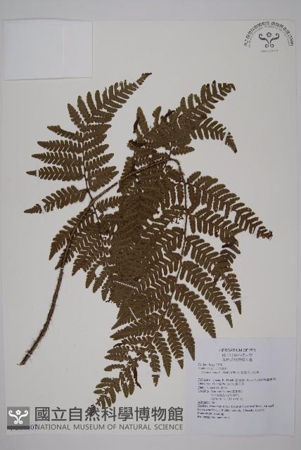 愛德氏肋毛蕨藏品圖，第1張
