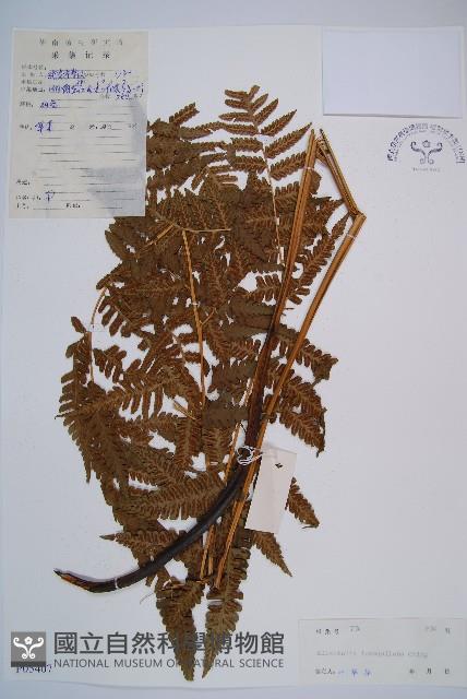 異裂短腸蕨藏品圖，第1張