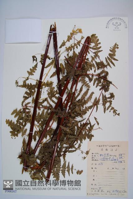 栗蕨藏品圖，第1張