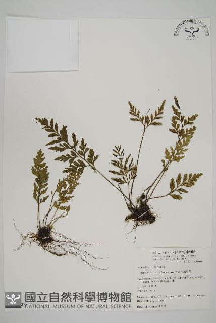 大蓬萊鐵角蕨藏品圖，第1張