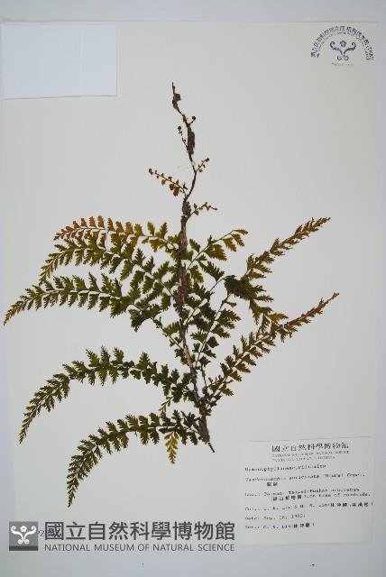 瓶蕨藏品圖，第1張