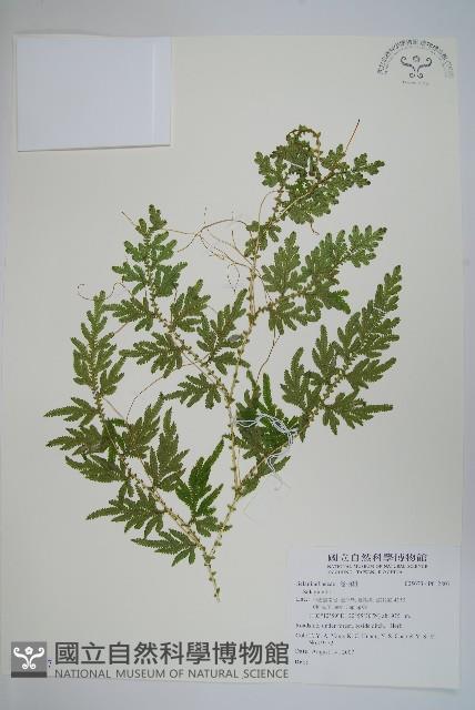 登錄號:P012807藏品圖，第1張