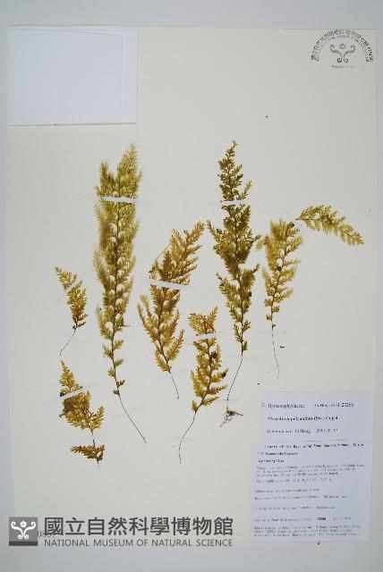 細葉蕗蕨藏品圖，第1張