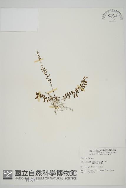 鱗柄鐵角蕨藏品圖，第1張