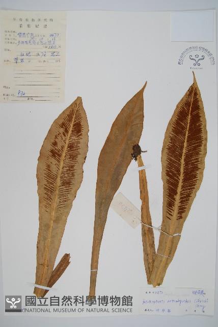狹基巢蕨藏品圖，第1張