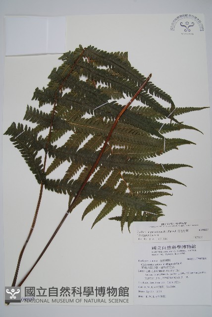 密毛毛蕨藏品圖，第1張