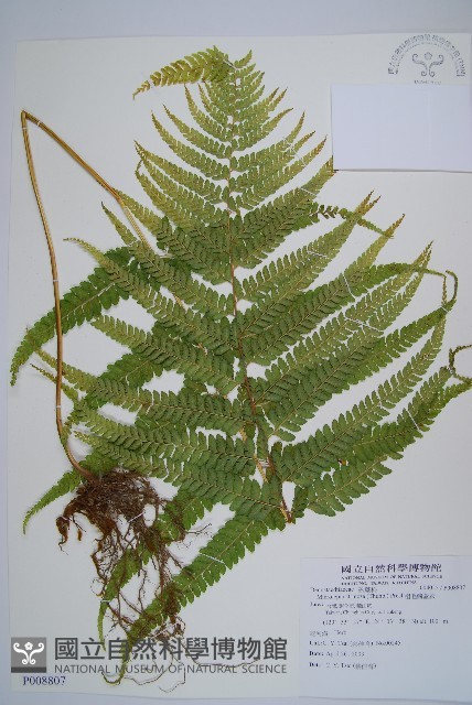 粗毛鱗蓋蕨藏品圖，第1張