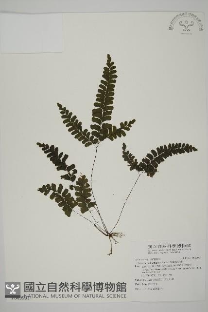 長尾鐵線蕨藏品圖，第1張