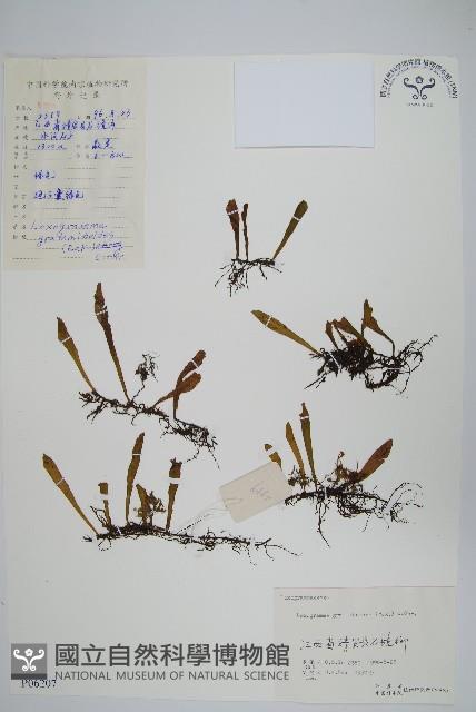 小葉劍蕨藏品圖，第1張