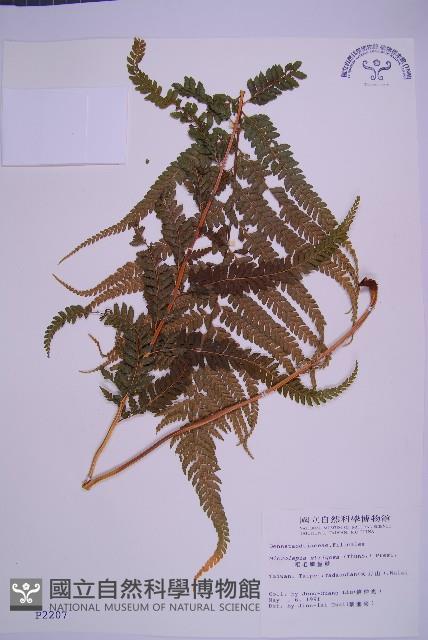 粗毛鱗蓋蕨藏品圖，第1張