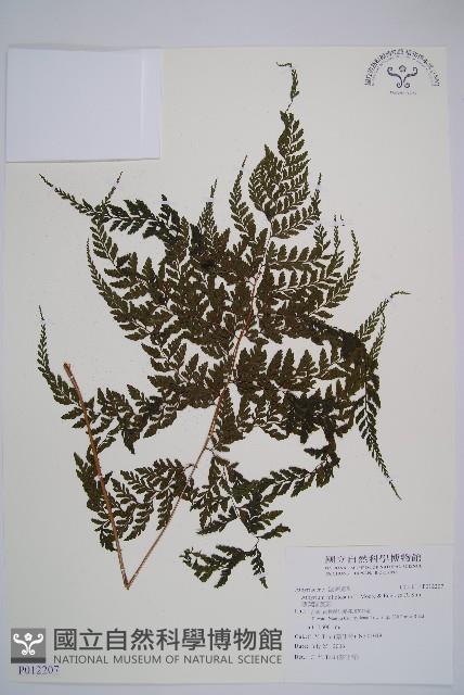 三回蹄蓋蕨藏品圖，第1張