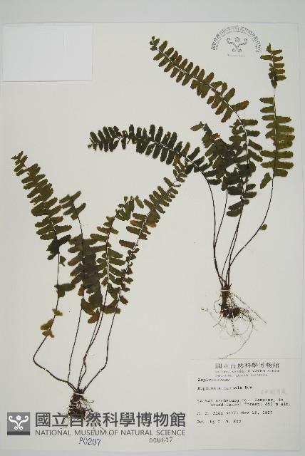 生芽鐵角蕨藏品圖，第1張