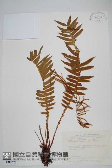 耳形瘤足蕨藏品圖，第1張