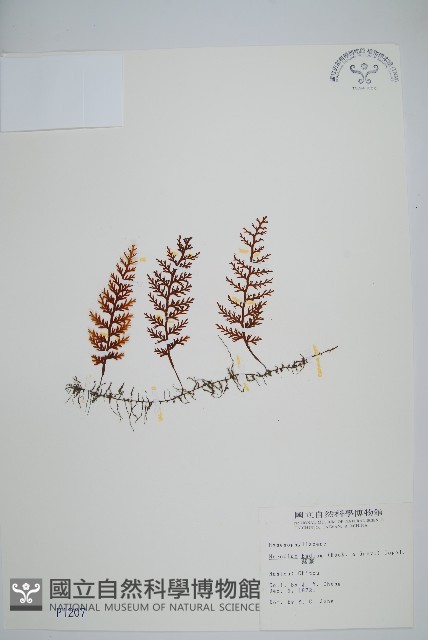 蕗蕨藏品圖，第1張
