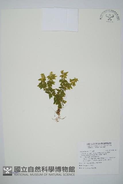 長柄千層塔藏品圖，第1張