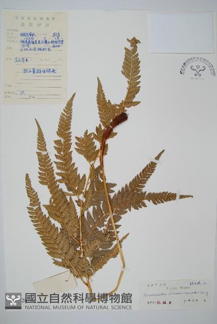中華複葉耳蕨藏品圖，第1張
