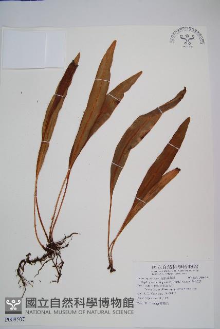 垂葉舌蕨藏品圖，第1張