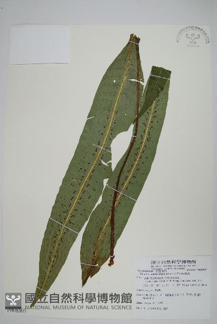 扇蕨藏品圖，第1張