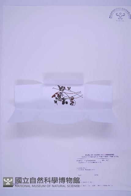 銀杏葉鐵角蕨藏品圖，第1張