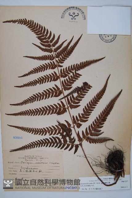 南海鱗毛蕨藏品圖，第1張