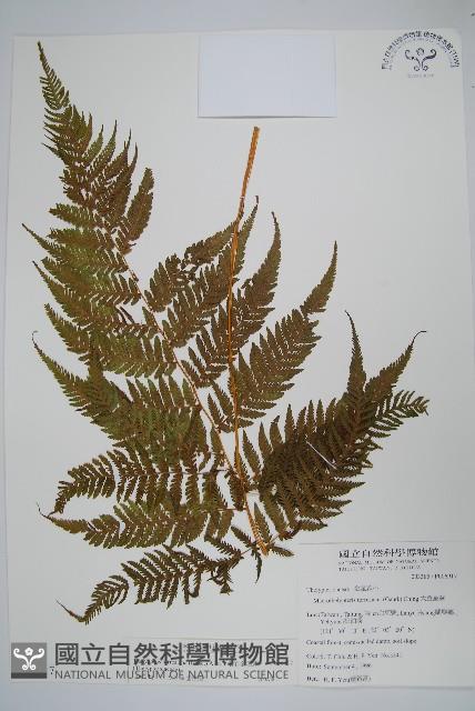 粗毛金星蕨藏品圖，第1張