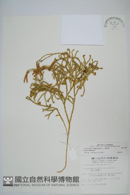 地刷子藏品圖，第1張