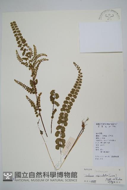 圓葉陵齒蕨藏品圖，第1張