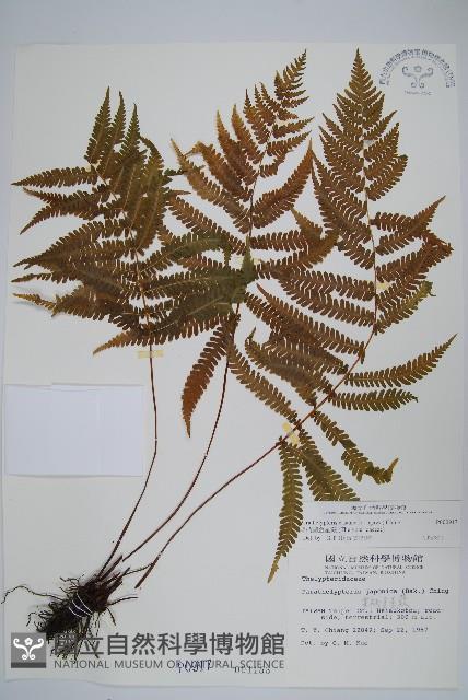 栗柄副金星蕨藏品圖，第1張