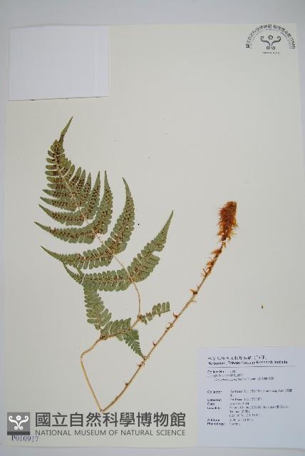 深山鱗毛蕨藏品圖，第1張