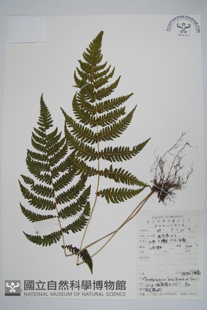 柔葉凸軸蕨藏品圖，第1張