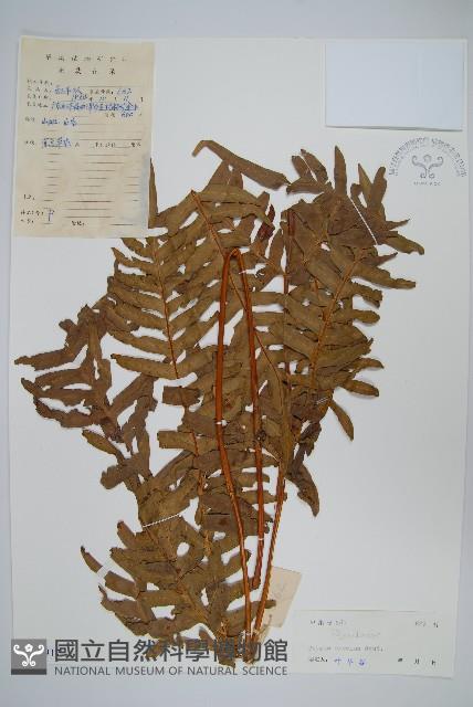 溪鳳尾蕨藏品圖，第1張