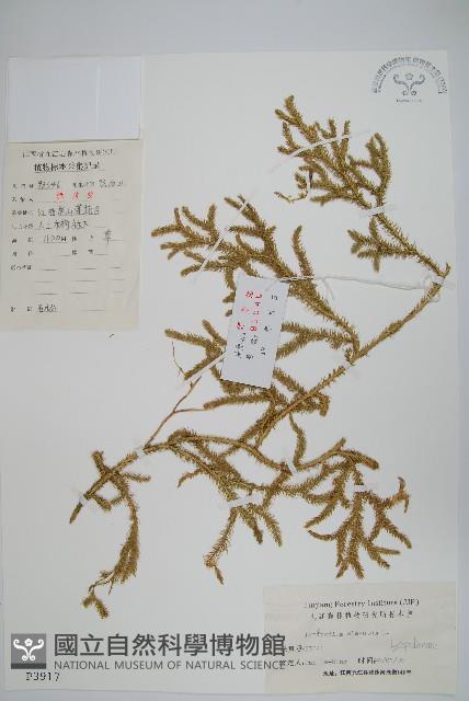 石松藏品圖，第1張