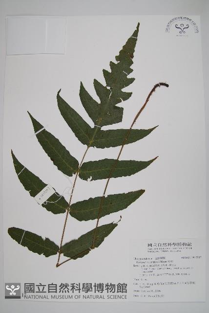 聖蕨藏品圖，第1張