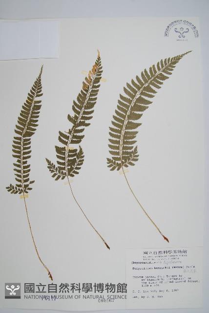 韓氏耳蕨藏品圖，第1張