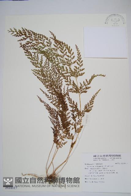 烏蕨藏品圖，第1張