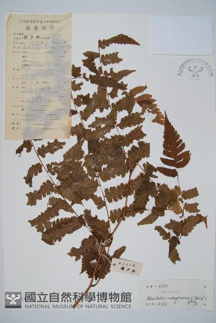 長果短腸蕨藏品圖，第1張