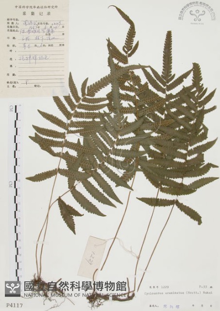 毛蕨藏品圖，第1張