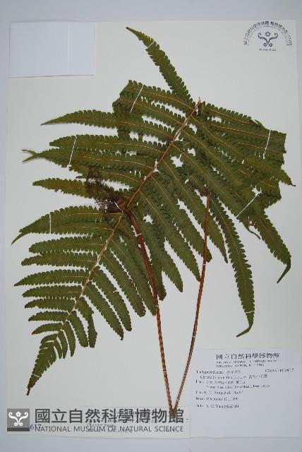 密毛毛蕨藏品圖，第1張