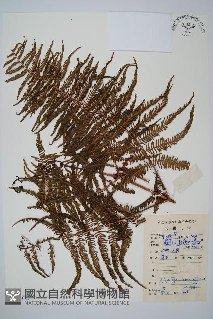 鱗芽裡白藏品圖，第1張