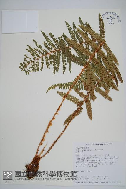 尖葉耳蕨藏品圖，第1張