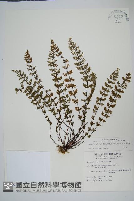 細葉碎米蕨藏品圖，第1張