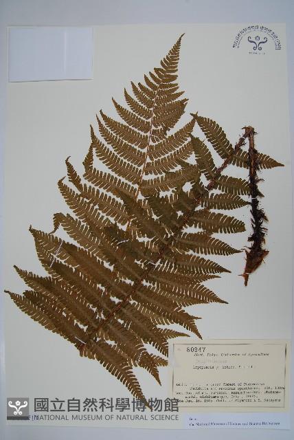 登錄號:P012717藏品圖，第1張